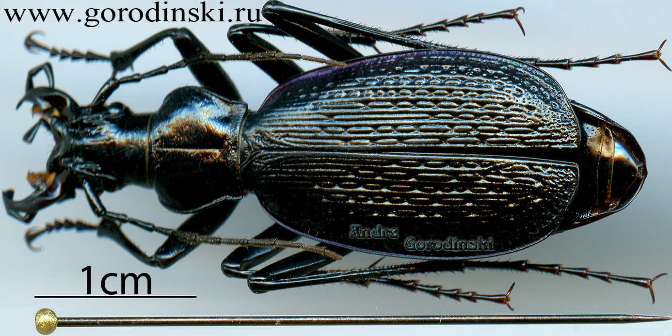 http://www.gorodinski.ru/carabus/Tribax constantinowi barakaicus.jpg